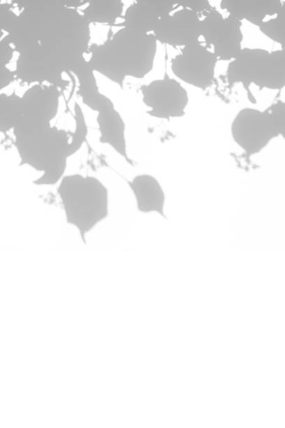 istock shadows of the tree branches on a white wall 1250216683