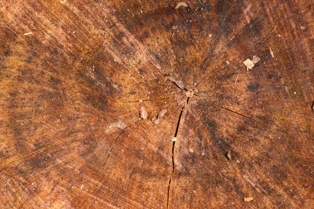 Detailed closeup macro photo of wood