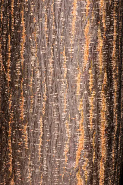 Detailed closeup macro photo of wood