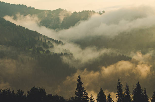 Foggy morning summer mountain landscape, amazing hipster background with fir trees. Vintage toning.