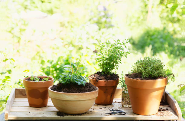istock A Variation of herbs in pots 1250217704