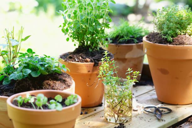 ポットのハーブのバリエーション - oregano herb garden herb gardens ストックフォトと画像