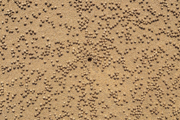 istock Crab holes in the sand 1250217727