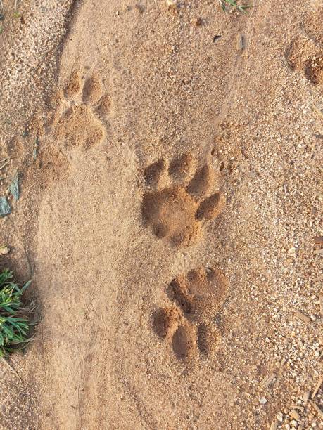 utwory lion - lion sands zdjęcia i obrazy z banku zdjęć