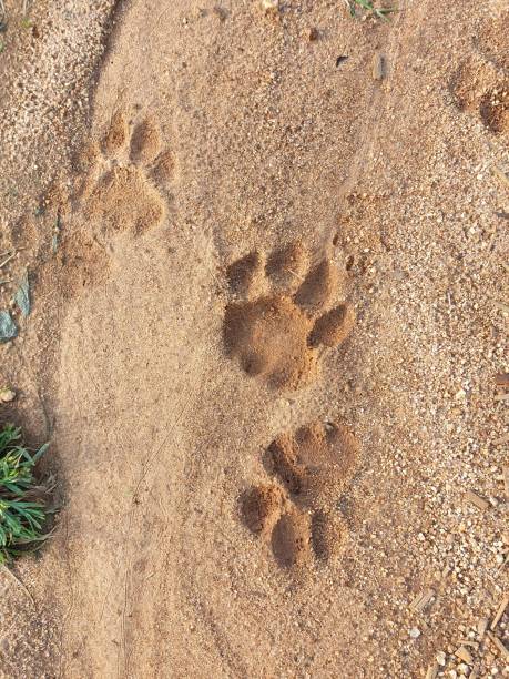 trilhas de leão - lion sands - fotografias e filmes do acervo