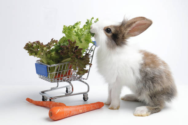 istock Close up Fluffy Brown Eater Bunny Rabbit 1250219223