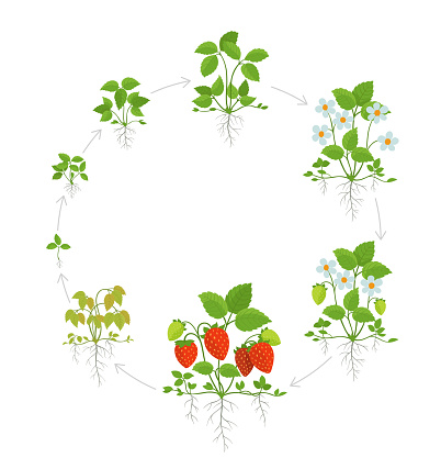 Strawberry Plant Growth Stages Round Life Cycle Harvest Animation  Progression Fragaria Development Berry Ripening Period Vector Infographic  Stock Illustration - Download Image Now - iStock