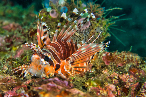 Spotfin Lionfish, Pterois antennata, North Sulawesi Spotfin Lionfish, Pterois antennata, Lembeh, North Sulawesi, Indonesia, Asia pterois antennata stock pictures, royalty-free photos & images