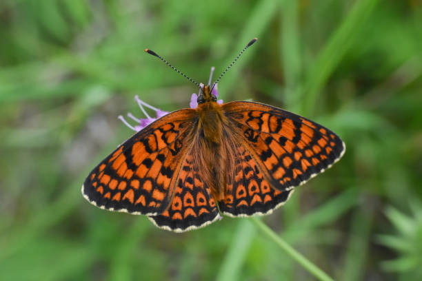 istock Freyer's fritillary butterfly, Melitaea arduinna 1250220762