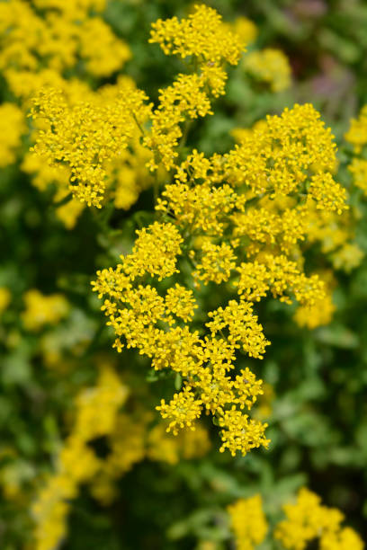 istock Italian alyssum 1250221115