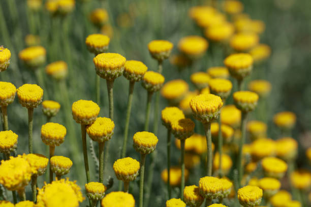 istock Spring flowers in the meadow 1250221376