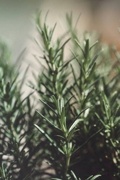 istock Green Rosemary in a vase 1250221439