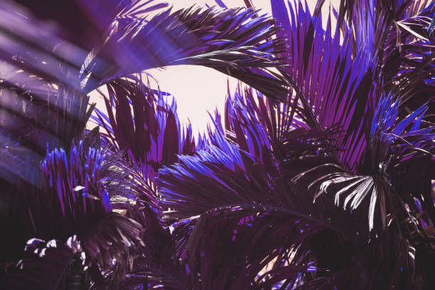 istock Neon colored palm tree leaves. Tropical trees background 1250224515