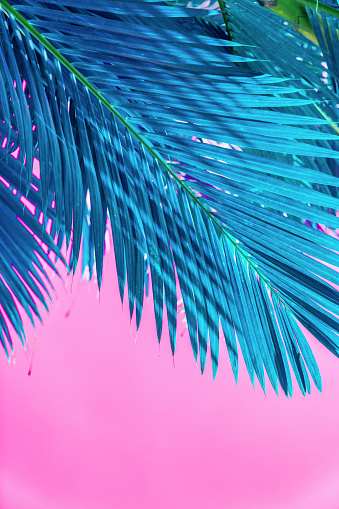 Abstract palm tree leaves background