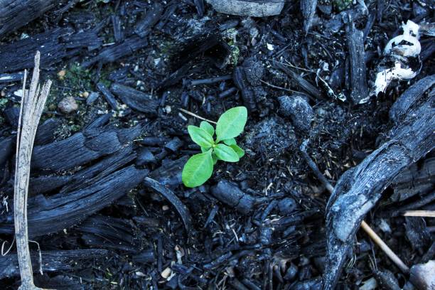 istock Green sprout growing from the soil 1250224767