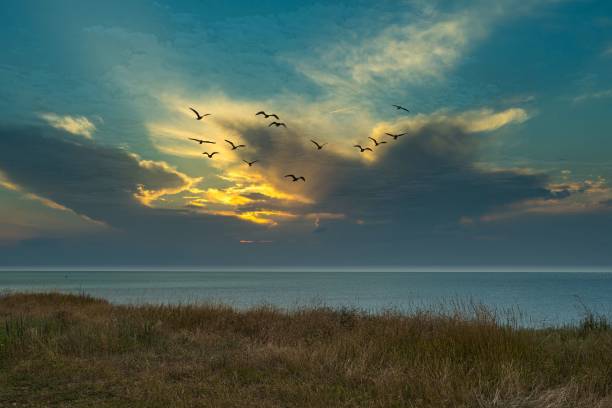 istock flock of birds flies against a dramatic sky 1250225508