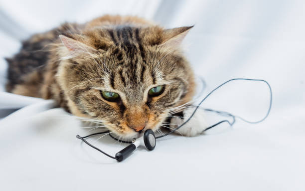 istock The cat sniffs the music headphones. 1250225800
