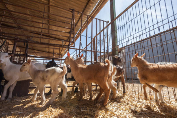 istock Rural goat farm for own consumption 1250226027