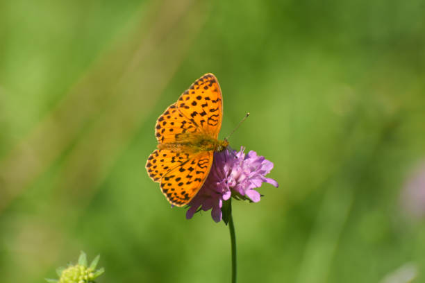 istock Marbled fritillary butterfly, Brenthis daphne 1250226056