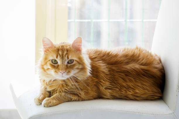 blond cat on top of a chair
