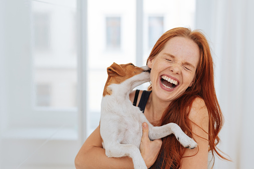 Laughing young woman being licked by a small terrier dog she is holding in her arms, high key and copyspace