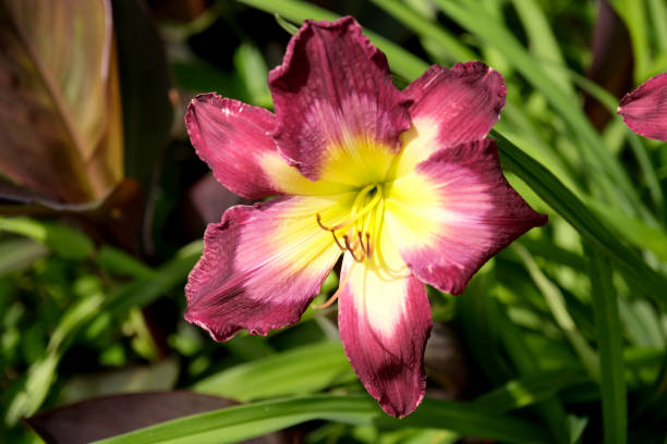 istock Floral blooms of summertime 1250229413