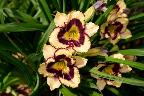 istock Floral blooms of summertime 1250229415