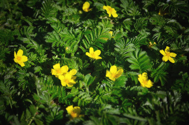 Argentina anserina or Potentilla anserina. It is known by the common names silverweed or silverweed cinquefoil. Natural green plant background, yellow flowers. Closeup Potentilla anserina known as Argentina anserina with blurred background on meadow. potentilla anserina stock pictures, royalty-free photos & images