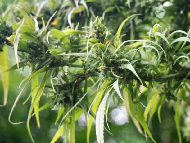 istock Cannabis Sativa Plant Up Close 1250230045