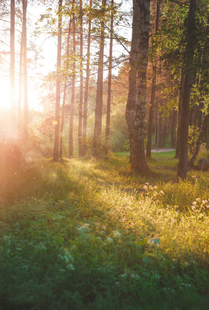 istock Vivid beautiful scene with sunlight in green forest 1250230839