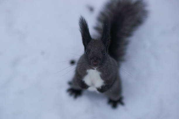 curieux écureuil noir sur la neige dans la forêt d’hiver est à la recherche à huis clos. - squirrel red squirrel black forest forest photos et images de collection