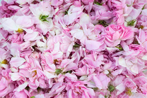 Rosa Damascena. Rose Valley Karlovo. Petals of the Rose of Damascus. Freshly picked flower Rosa Damascena. The photo was taken in the rose gardens near Karlovo. Rose festival Karlovo. Damascena rose oil is the most aromatic and delicate flower. rose valley stock pictures, royalty-free photos & images