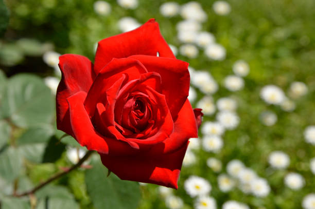 red rose in bloom close up