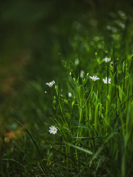 istock Flower fairy flax 1250234496