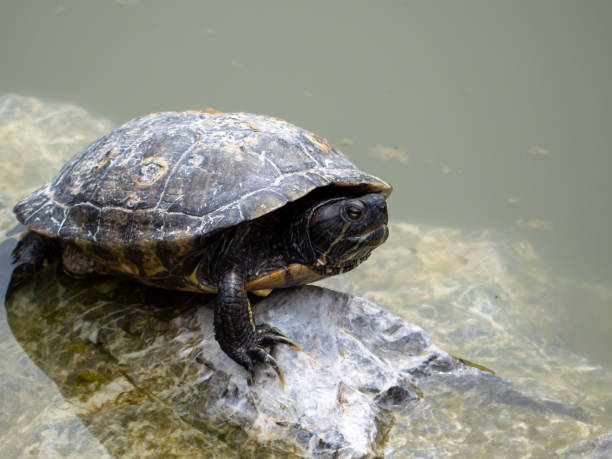 istock A red eared slider on the rock in the pond 1250234665
