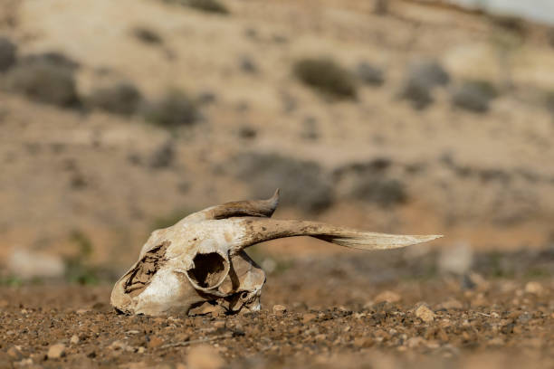 istock Dry Goat Skull Bone, Goat Skull background in the desert 1250235384