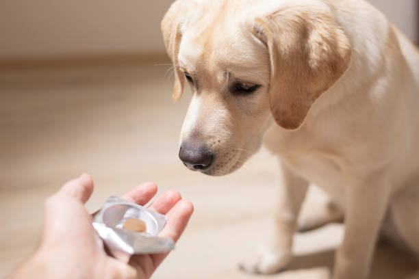 man offering tablet to dog. Pet health care, veterinary drugs and treatments concept. stock photo