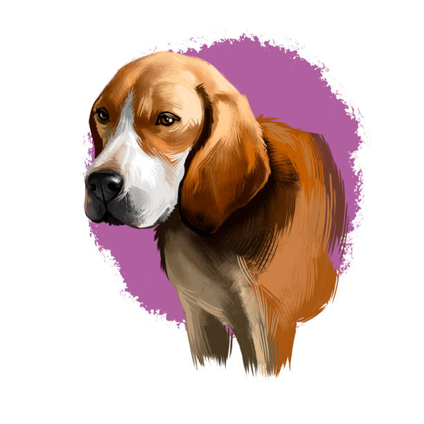istock Beagle-Harrier scent hound breed dog digital art illustration isolated on white background. French origin medium-sized hunting hare detection dog. Cute pet handdrawn portrait. Graphic clip art design 1250237450