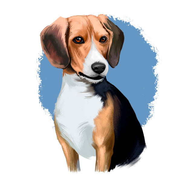 istock Beagle small scent hound breed dog digital art illustration isolated on white background. English origin, tricolor, hunting hare, detection dog. Cute pet hand drawn portrait. Graphic clip art design. 1250237467