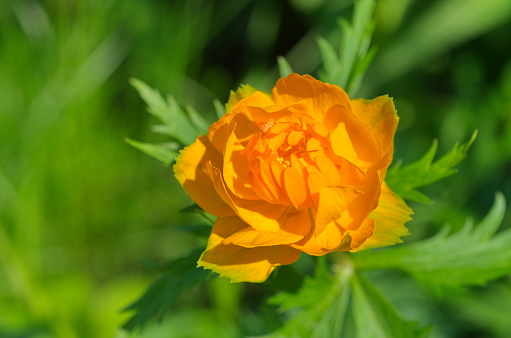 Orange-yellow double tulips bloom in the garden on a green natural background. Spring flowers. Rare variety of tulips