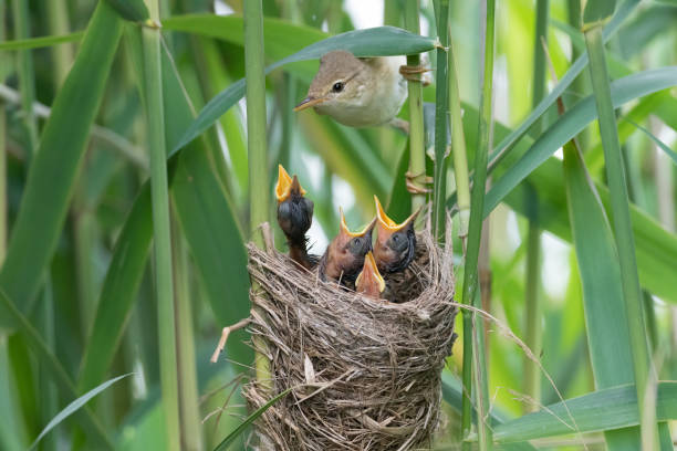 Reed warbler (Acrocephalus scirpaceus) Reed warbler at nest marsh warbler stock pictures, royalty-free photos & images