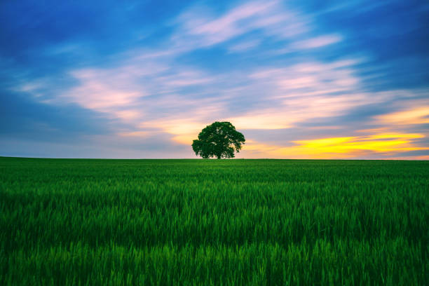istock Tree in the field and dramatic clouds in the sky 1250237823