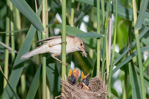 Reed warbler at nest