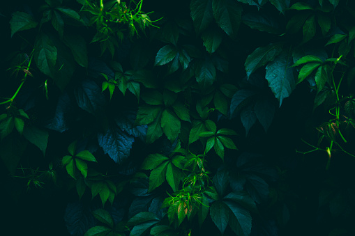 Virginia creeper (Parthenocissus quinquefolia) leaves.