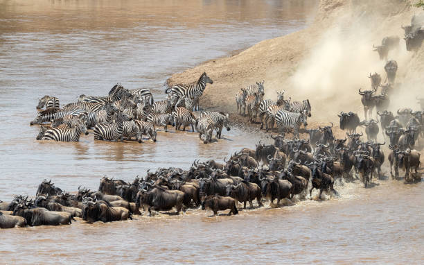 istock Wildebeest and zebra cross the Mara River during the annual great migration 1250239956