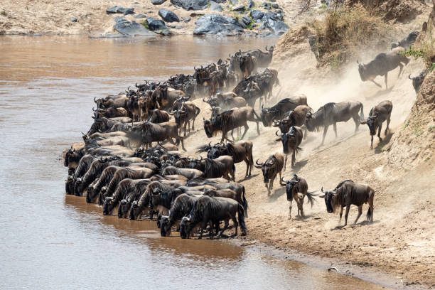 istock Wildebeest drink from the Mara River during the annual great migration 1250239962