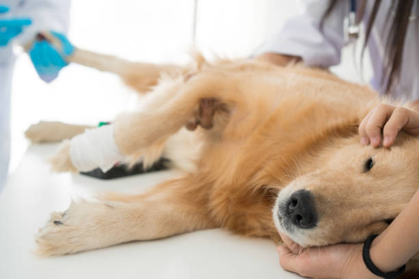 犬の健康の獣医検査。ゴールデンレトリバーは動物病院の診察室で眠っています。獣医クリニックで犬に注射を与える獣医師。 - dog group of animals clothing animal ストックフォトと画像