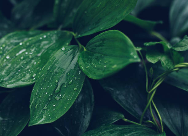 istock Plants after rain. Bright green grass. Drop of water. 1250240196