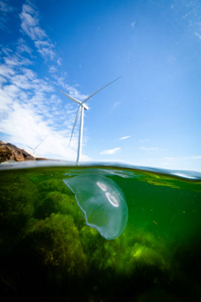 istock Wind turbines in the ocean 1250240546
