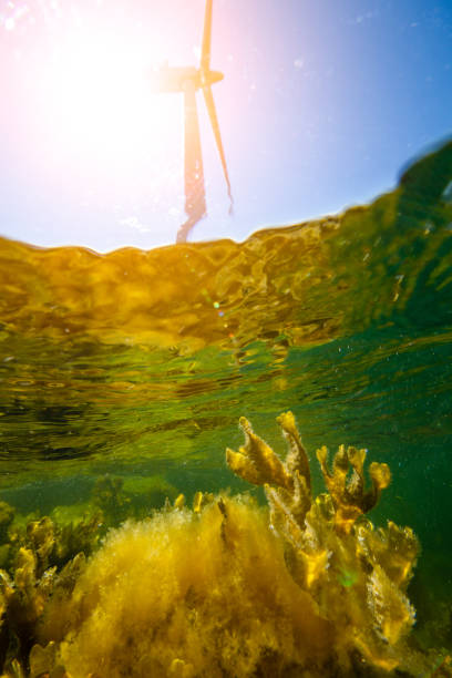 istock Wind turbines in the ocean 1250240782